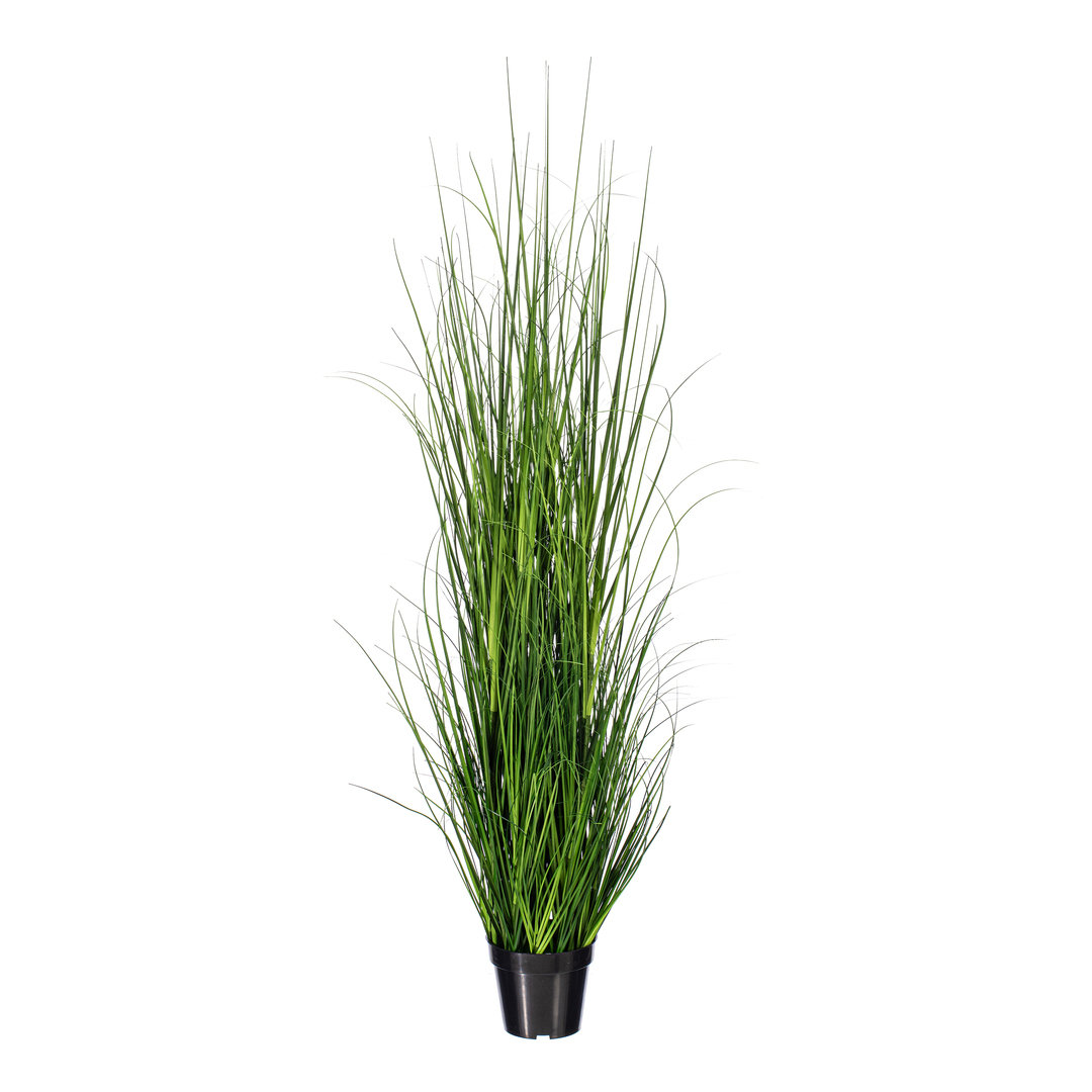 Lemongrass Plant in Pot